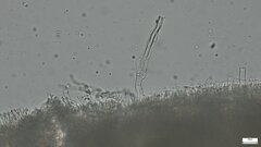 Cotylidia diaphana