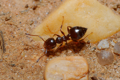 Crematogaster sordidula