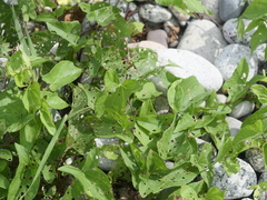 Calystegia sepium