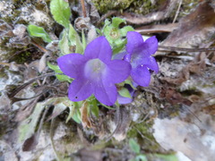 Campanula tubulosa