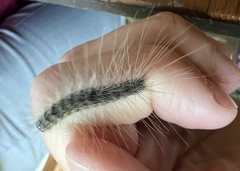Hyphantria cunea