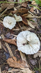 Cotylidia diaphana