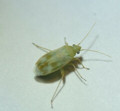 Megalocoleus molliculus