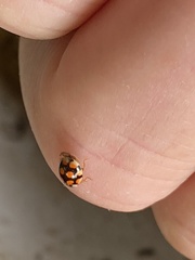 Adalia decempunctata