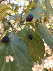 Crataegus douglasii