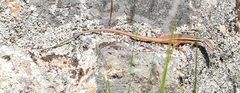 Psammodromus algirus