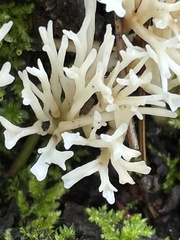 Clavaria