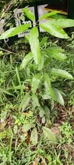 Mangifera indica