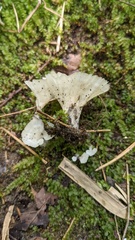 Cotylidia diaphana