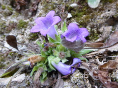 Campanula tubulosa