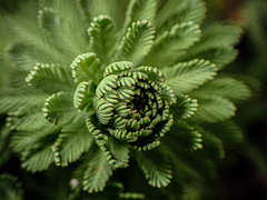 Myriophyllum aquaticum
