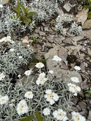 Anaphalis morrisonicola