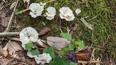 Cotylidia diaphana
