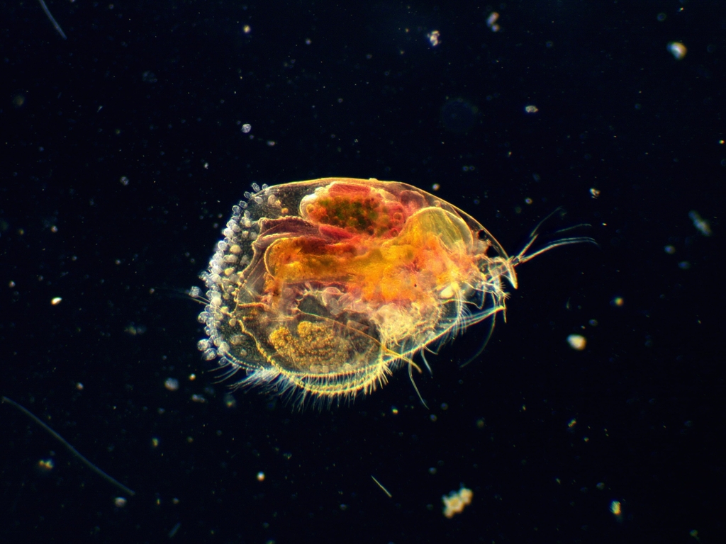 club-footed waterflea