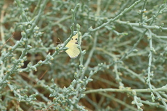 Colotis phisadia