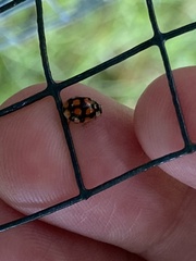 Adalia decempunctata