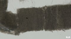 Cotylidia diaphana