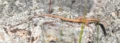 Psammodromus algirus