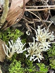 Clavaria