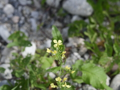 Raphanus raphanistrum