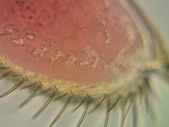 Leydigia acanthocercoides