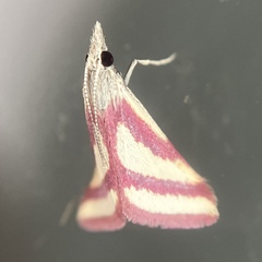 Microtheoris vibicalis