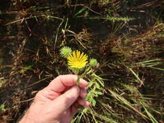 Grindelia lanceolata