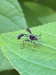 Physocephala tibialis