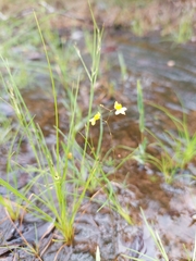 Utricularia