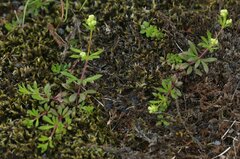 Galium normanii