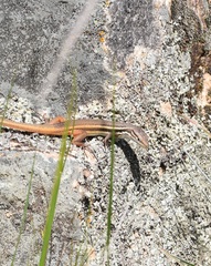 Psammodromus algirus