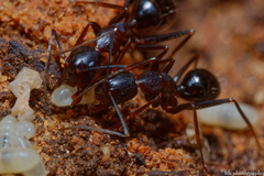 Camponotus barbaricus