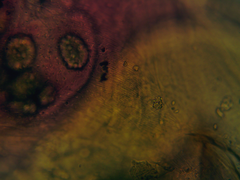 Leydigia acanthocercoides