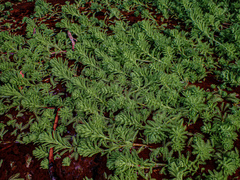 Myriophyllum aquaticum