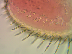 Leydigia acanthocercoides