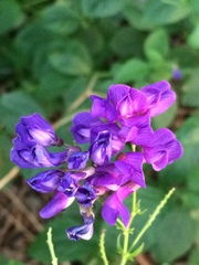 Vicia unijuga