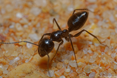 Camponotus foreli