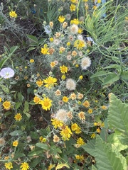 Xanthisma spinulosum