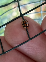 Adalia decempunctata