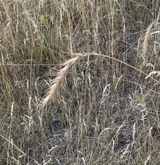 Elymus canadensis