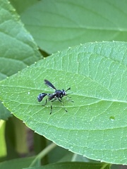 Physocephala tibialis