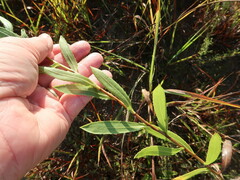 Grindelia lanceolata