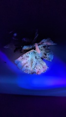Cotylidia diaphana