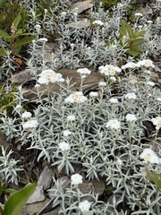 Anaphalis morrisonicola