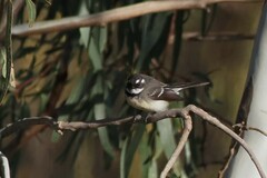 Rhipidura albiscapa