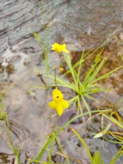 Utricularia