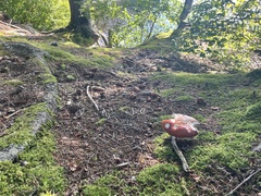 Amanita muscaria