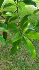 Quercus imbricaria