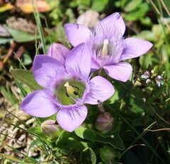 Gentianella rhaetica