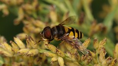 Eristalis transversa